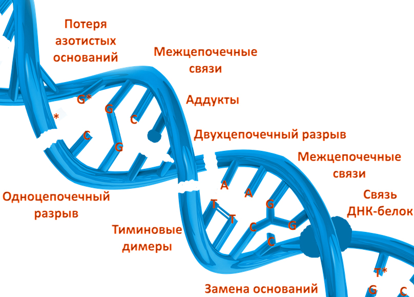 В молекуле ДНК